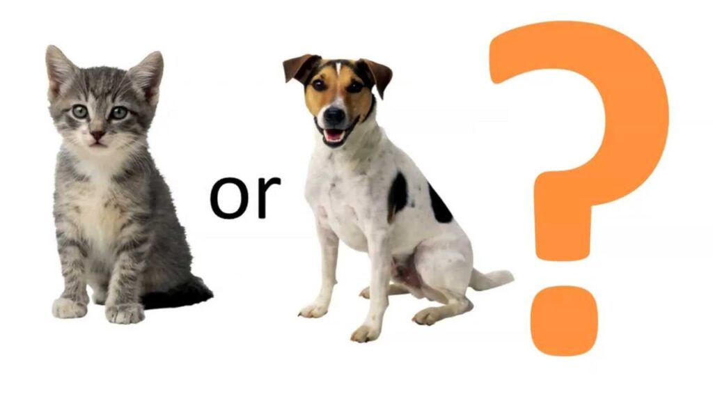 Dog And Cat Classification Archives Buff Ml